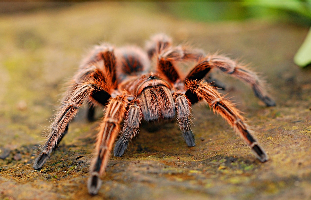 Já mám arachnofobii.